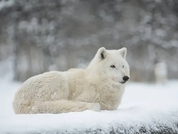 Белый Волк Лежит Снегу — стоковое фото