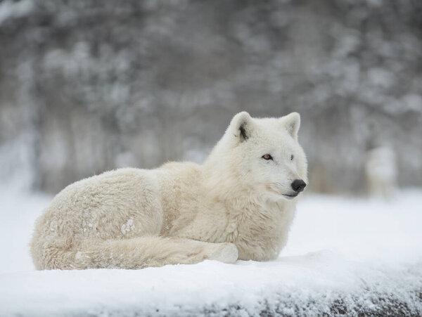 Polar wolf lies on the snow