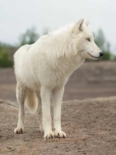 Lobo Polar Fica Fundo Floresta — Fotografia de Stock