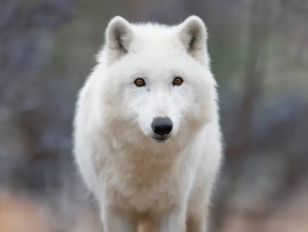 Retrato Lobo Polar Sobre Fondo Borroso —  Fotos de Stock