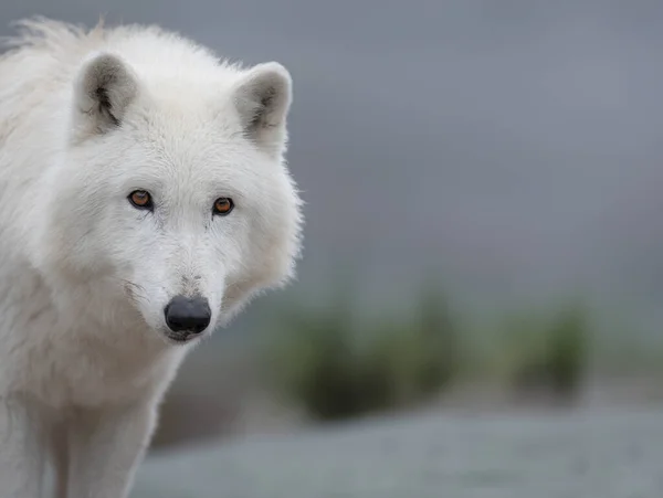 Retrato Lobo Polar Sobre Fondo Borroso —  Fotos de Stock