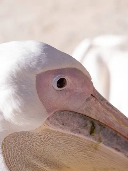 Pelikan Portret Pelikana Białym Tle — Zdjęcie stockowe