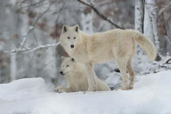 Lobos Polares Bosque Invierno — Foto de Stock