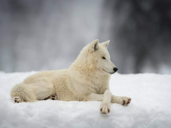 Polar wolf lies on the snow in winter