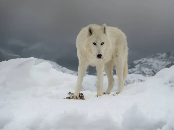 Arctic Wolf Eats Its Prey Winter — Stock Photo, Image