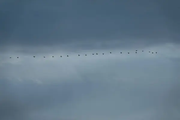 Troupeau Cormorans Volant Contre Ciel Bleu Des Cormorans — Photo