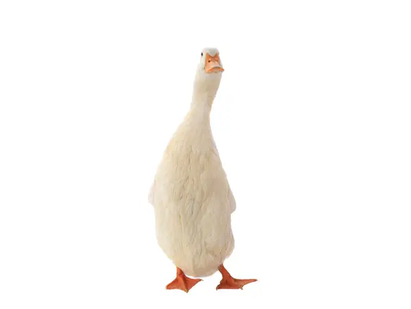 Kachna Bílá Izolované Bílém Pozadí — Stock fotografie