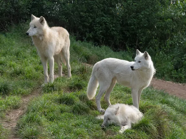 Familia Lobos Polares Fondo Del Bosque — Foto de Stock