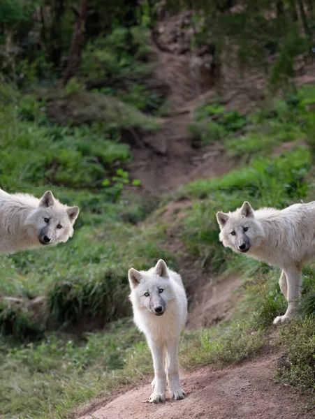 Pequeños Lobos Polares Jóvenes Pie Sobre Fondo Hierba Verde — Foto de Stock