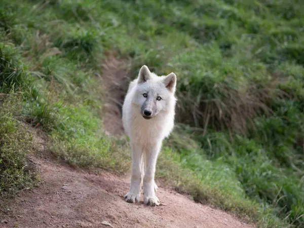 Pequeño Lobo Polar Joven Pie Sobre Fondo Hierba Verde — Foto de Stock