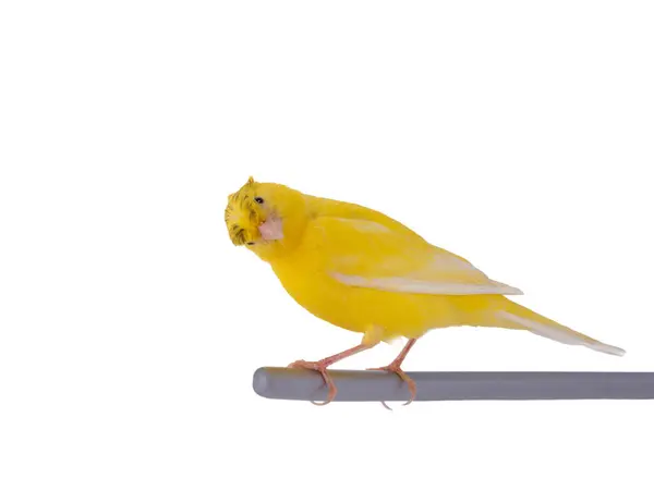 Yellow Canary Isolated White Background — Stock Photo, Image