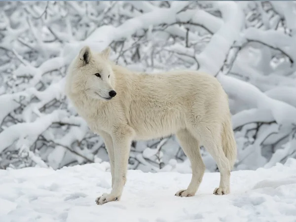 White Polar Wolf Stands Background Forest — Stock Photo, Image
