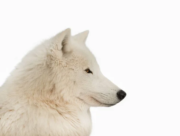 Портрет Білого Вовка Ізольовано Білому Тлі — стокове фото