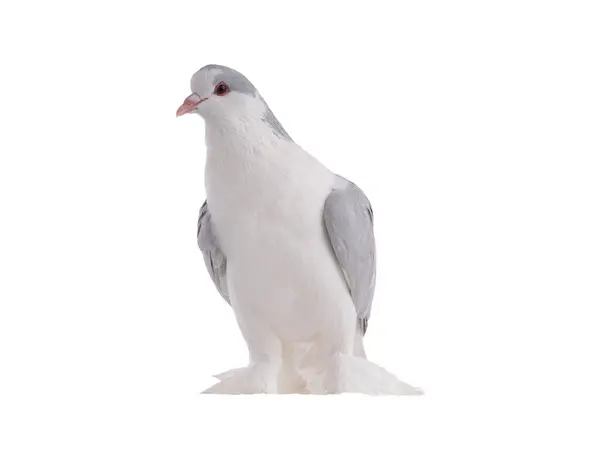 Lahore Pigeon Isolated White Background — Stock Photo, Image