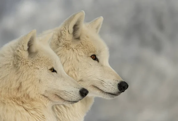 雪の森の背景にある2匹のオオカミ — ストック写真