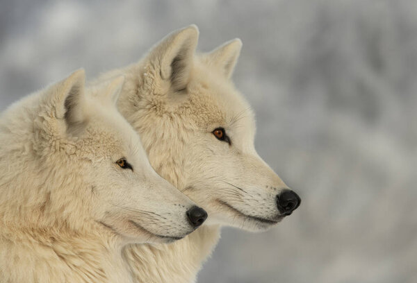 Two polar wolves on the background of a snowy forest