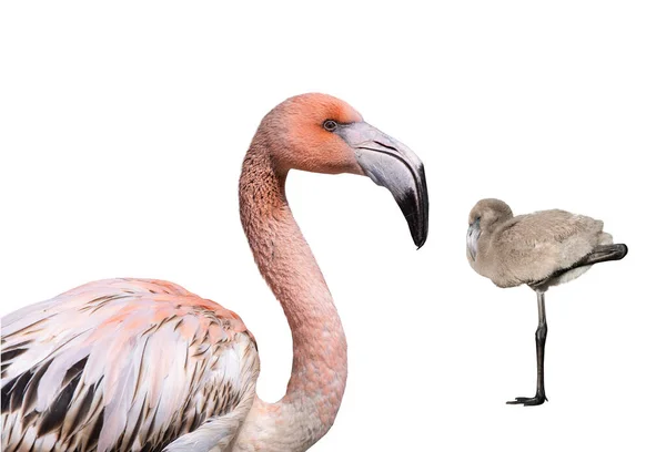 Porträtt Rosa Flamingo Och Liten Flamingo Isolerad Mot Vit Bakgrund — Stockfoto