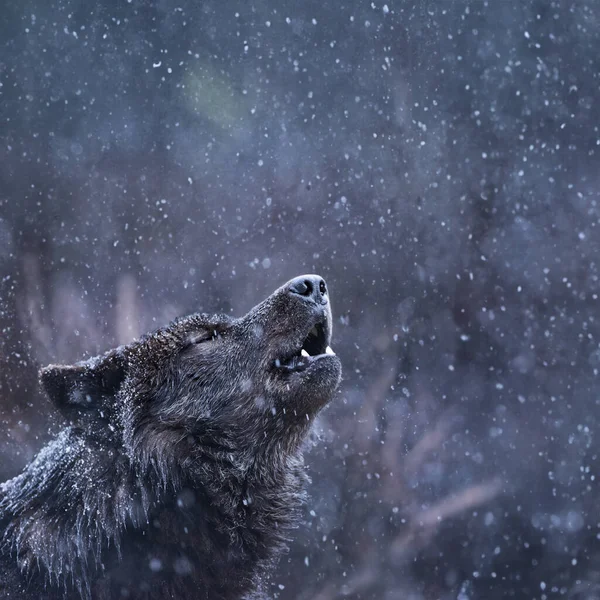 Howling Canadian Wolf Winter Background Snowing — Stock Photo, Image