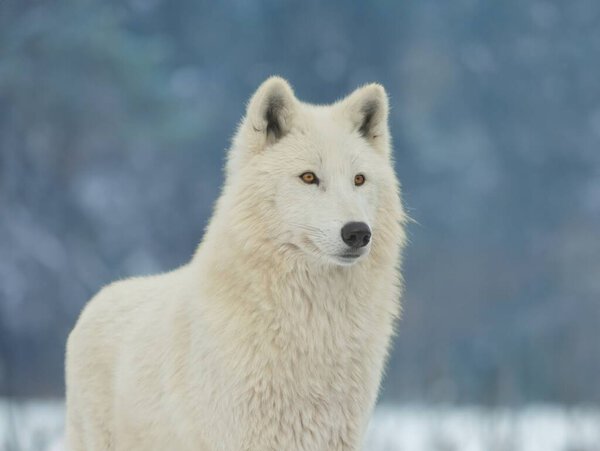 Portrait of a white wolf on a gray background