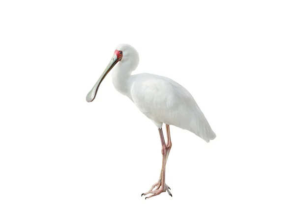 stock image common spoonbill isolated on white background