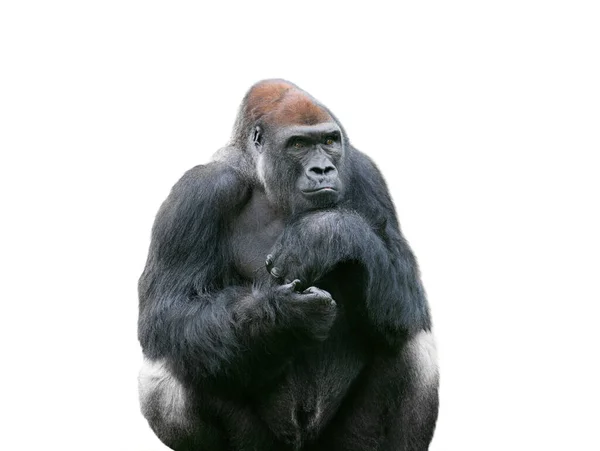 Western Lowland Gorilla Isolated White Background —  Fotos de Stock