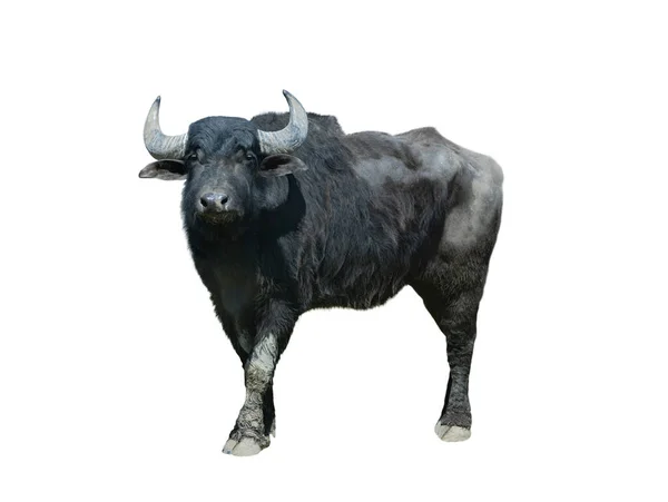 Karpatisk Buffel Isolerad Vit — Stockfoto