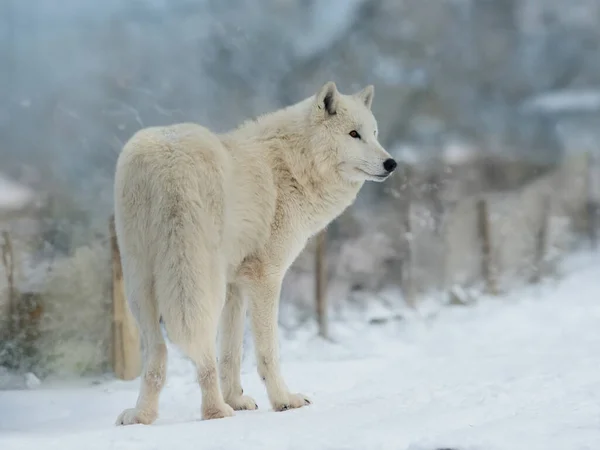white polar wolf stands in the background of the forest