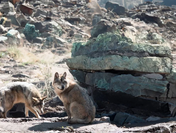 gray wolves sitting under stones