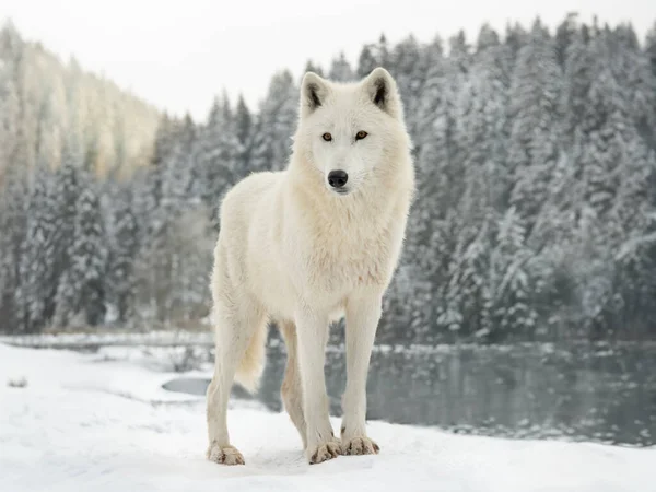 Lobo Blanco Polar Yace Nieve — Foto de Stock
