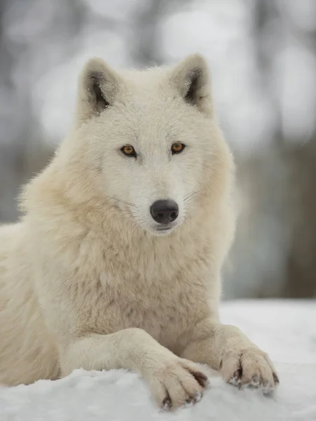 灰色の背景に白いオオカミの肖像画 — ストック写真
