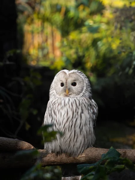 Ural Owl Sitting Tree Branch — Stock Photo, Image