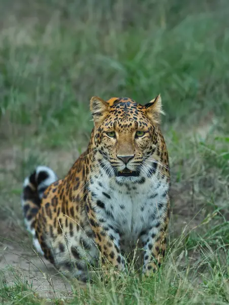 Panthera Pardus Japonensis Assis Dans Herbe — Photo