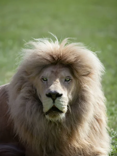 緑の背景に白いライオンの肖像画 — ストック写真