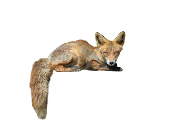 Fox Isolated White Background — Stock Photo, Image