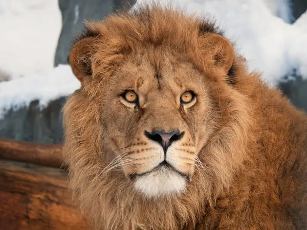Portrait Lion Sur Fond Flou Photos De Stock Libres De Droits