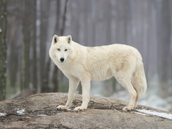 Polarwolf Steht Hintergrund Des Waldes lizenzfreie Stockfotos