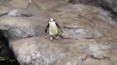 Humboldt pengueni taşların üzerinde yürüyor.