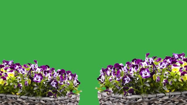 Fleurs Pâteuses Sur Écran Vert Dans Jardin Sur Une Ferme — Video