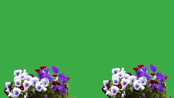 Mieterige Bloemen Een Groen Scherm Een Tuin Een Boerderij Zingende — Stockvideo