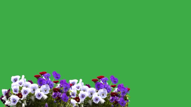 農園の庭の緑色のスクリーンのパンジーの花 歌う鳥たち — ストック動画