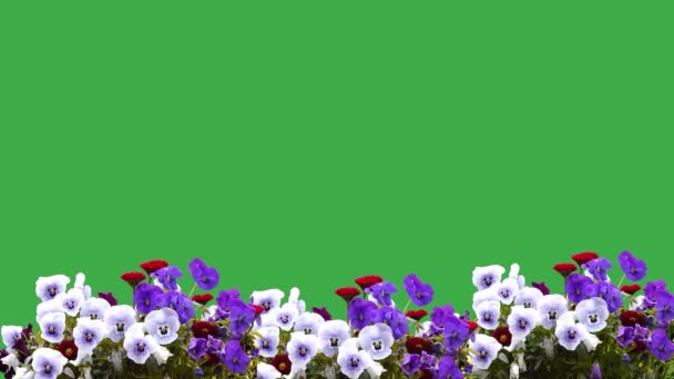 Цветы Зеленом Экране Саду Ферме Поющие Птицы — стоковое видео
