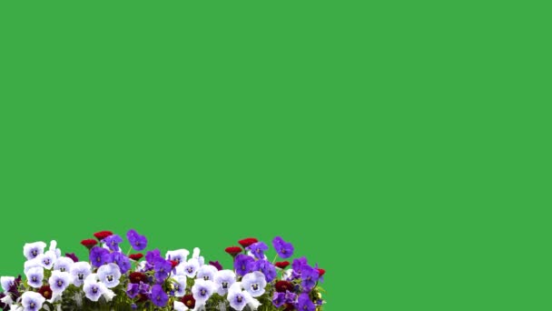 Ανθισμένα Λουλούδια Μια Πράσινη Οθόνη Έναν Κήπο Μια Φάρμα Πτηνά — Αρχείο Βίντεο