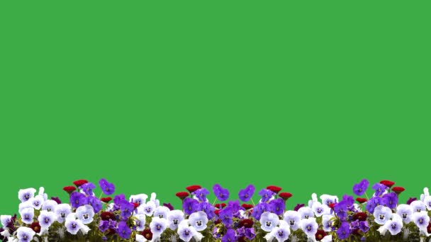 Fleurs Pâteuses Sur Écran Vert Dans Jardin Sur Une Ferme — Video