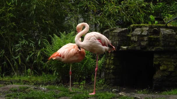 Rosa Flamingo Grön Gräsmatta — Stockvideo