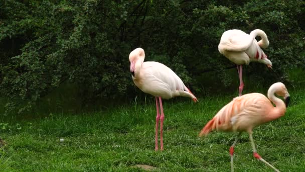 绿色的草坪上粉红色的火烈鸟 — 图库视频影像