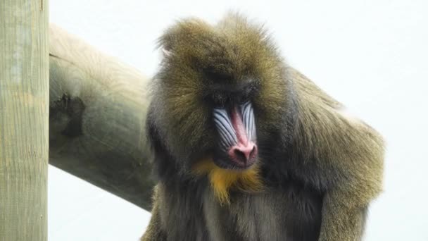 Monyet Mandrill Pada Layar Putih — Stok Video