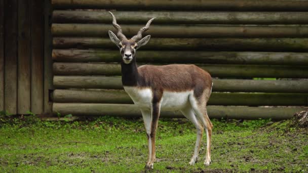 Черный Олень Antilope Cervicapra Известный Индийская Антилопа — стоковое видео