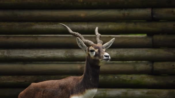 Nero Dollaro Antilope Cervicapra Noto Anche Come Antilope Indiana — Video Stock