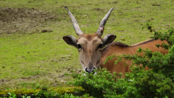 Antílope Eland Africano Latin Taurotragus Oryx Mira Cámara — Vídeos de Stock