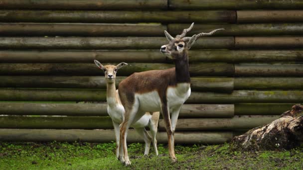 Черный Олень Antilope Cervicapra Известный Индийская Антилопа — стоковое видео